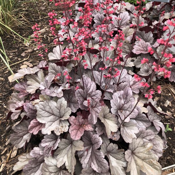 HEUCHERA DOLCE SILVER GUMDROP CORAL BELLS