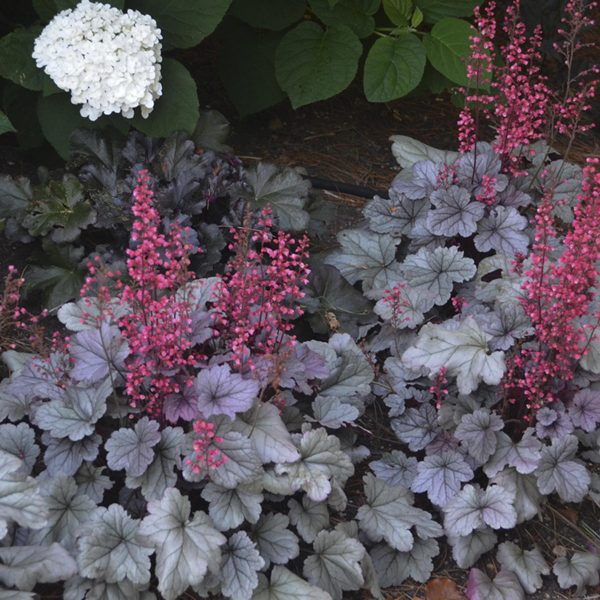 HEUCHERA DOLCE SILVER GUMDROP CORAL BELLS