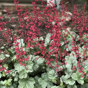 Heuchera - Coral Bells