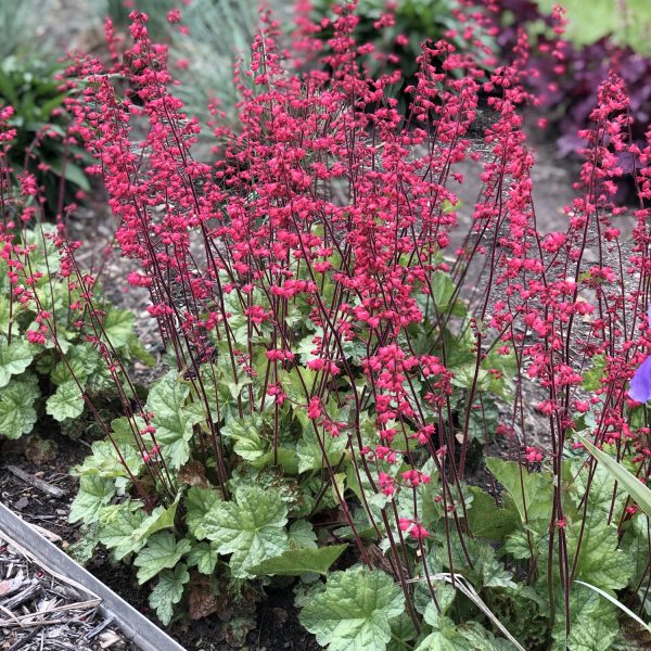 HEUCHERA DOLCE SPEARMINT CORAL BELLS