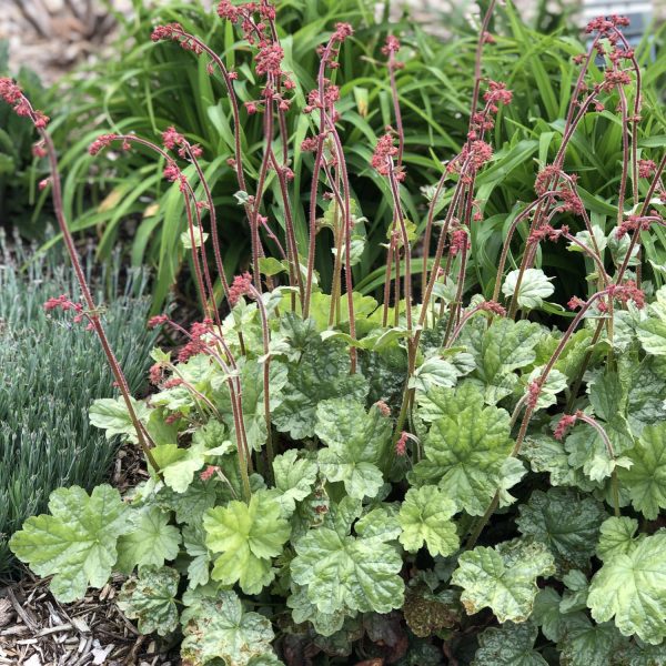 HEUCHERA DOLCE SPEARMINT CORAL BELLS