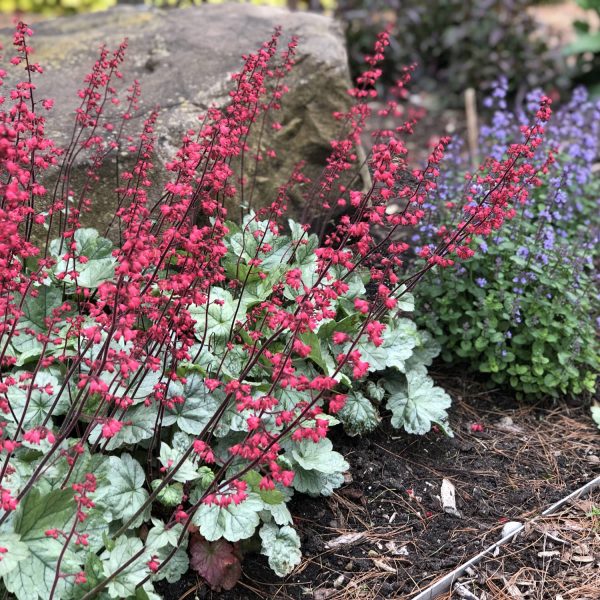 HEUCHERA DOLCE SPEARMINT CORAL BELLS