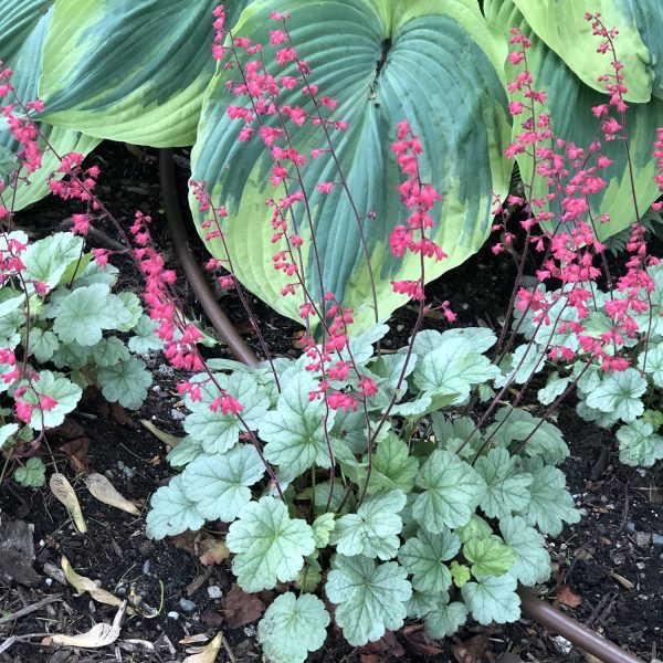 HEUCHERA DOLCE SPEARMINT CORAL BELLS