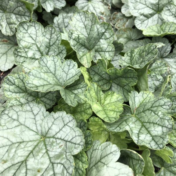 HEUCHERA DOLCE SPEARMINT CORAL BELLS