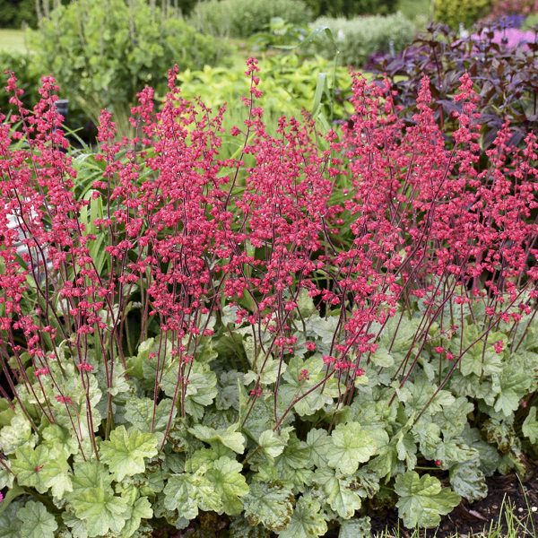 HEUCHERA DOLCE SPEARMINT CORAL BELLS