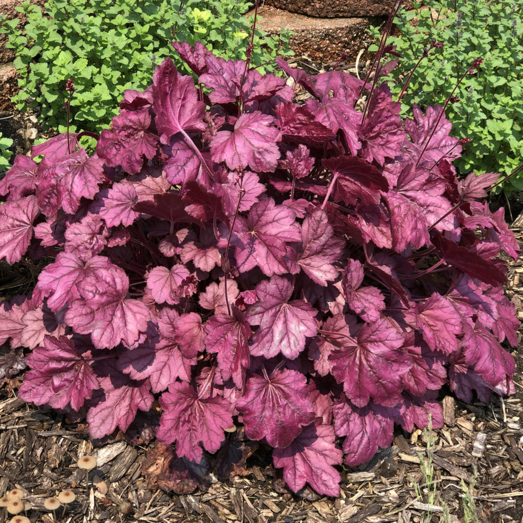 HEUCHERA DOLCE WILDBERRY CORAL BELLS