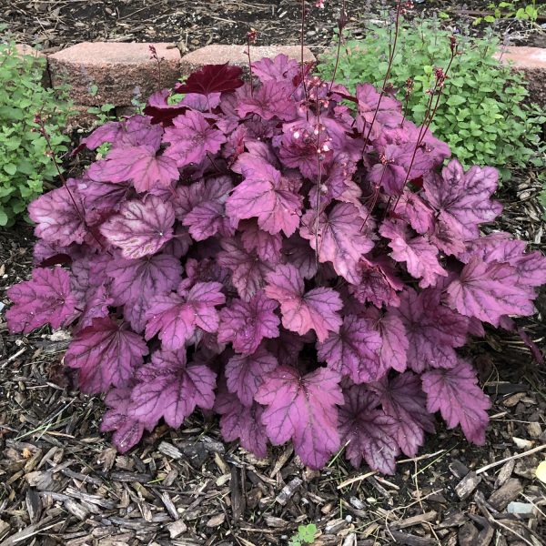 HEUCHERA DOLCE WILDBERRY CORAL BELLS