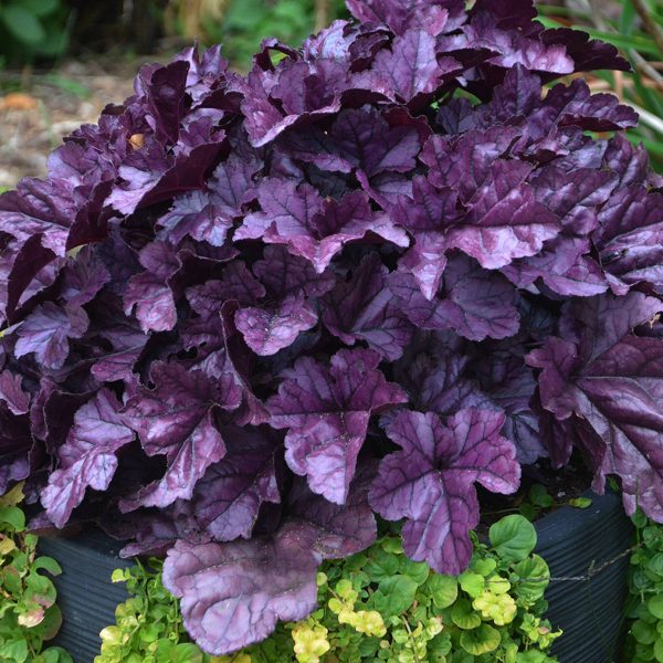 HEUCHERA DOLCE WILDBERRY CORAL BELLS