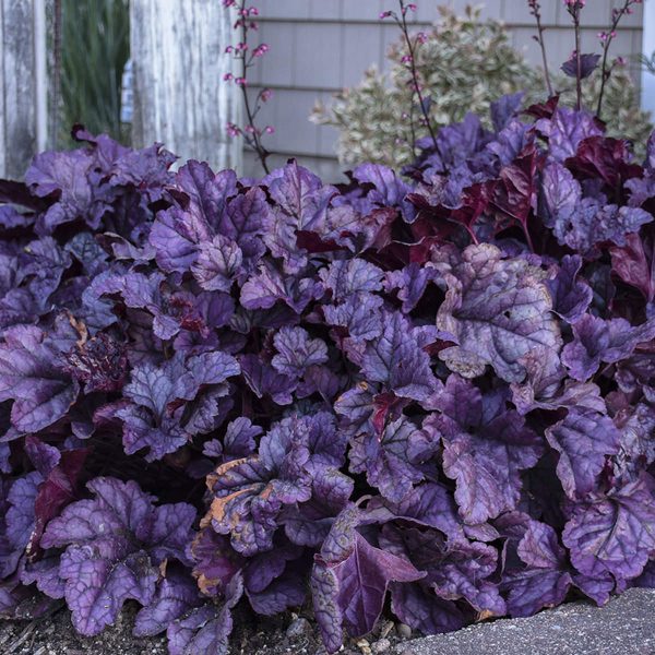 HEUCHERA DOLCE WILDBERRY CORAL BELLS