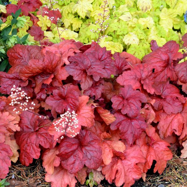 HEUCHERA FIRE ALARM CORAL BELLS