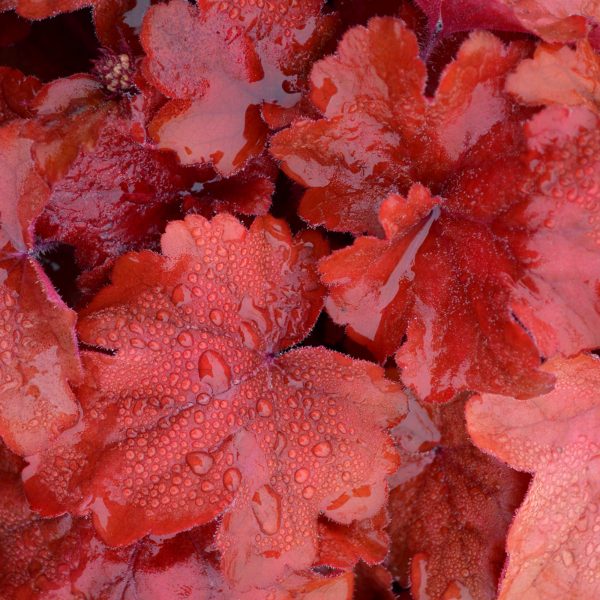 HEUCHERA FIRE ALARM CORAL BELLS