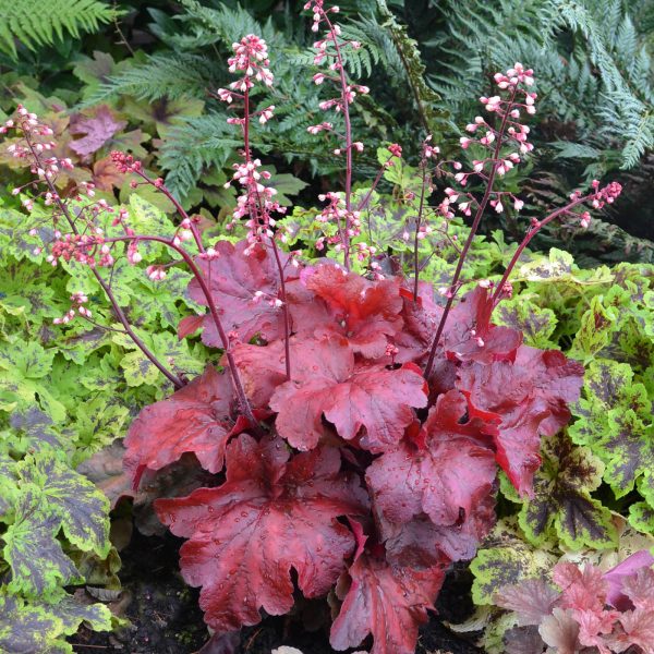 HEUCHERA FIRE ALARM CORAL BELLS