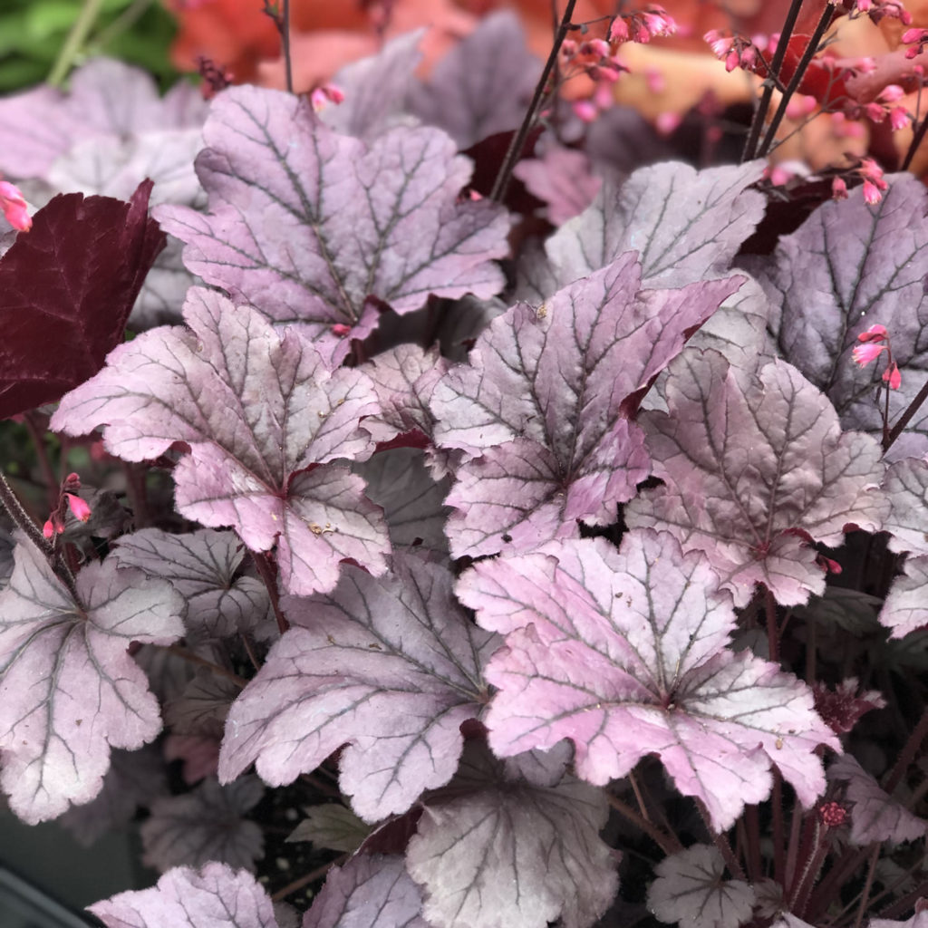 HEUCHERA GRAPE TIMELESS CORAL BELLS