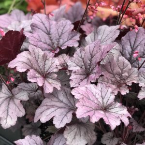HEUCHERA GRAPE TIMELESS CORAL BELLS