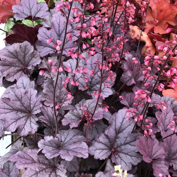 HEUCHERA GRAPE TIMELESS CORAL BELLS