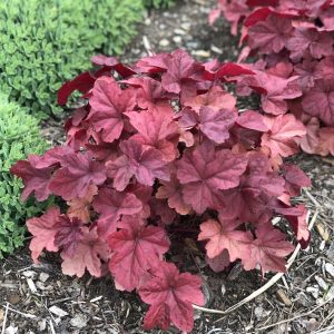 HEUCHERA LAVA LAMP CORAL BELLS