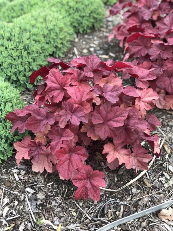 HEUCHERA LAVA LAMP CORAL BELLS