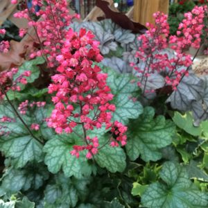 HEUCHERA PARIS CORAL BELLS