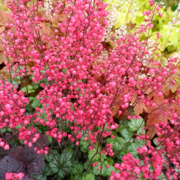 HEUCHERA PARIS CORAL BELLS