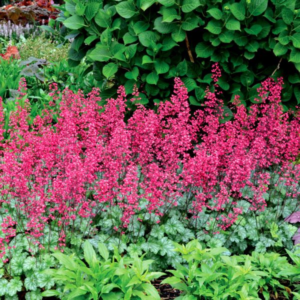 HEUCHERA PARIS CORAL BELLS