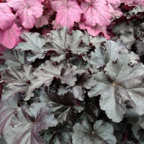 HEUCHERA PRIMO BLACK PEARL CORAL BELLS