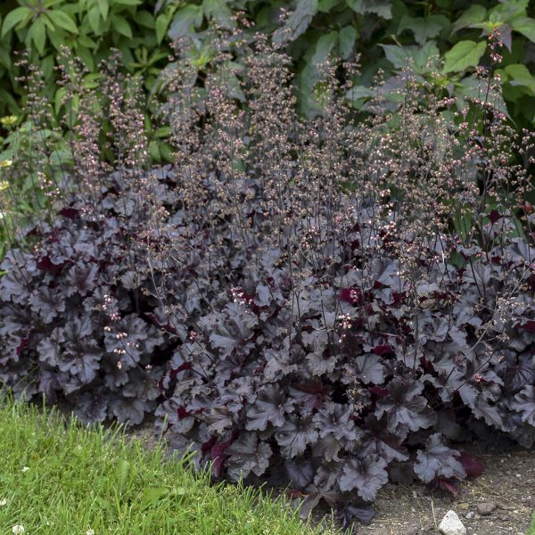 HEUCHERA PRIMO BLACK PEARL CORAL BELLS