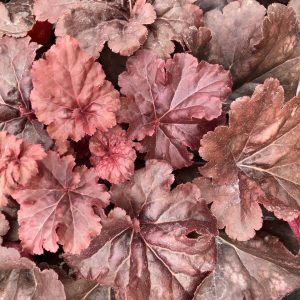 HEUCHERA PRIMO MAHOGANY MONSTER CORAL BELLS