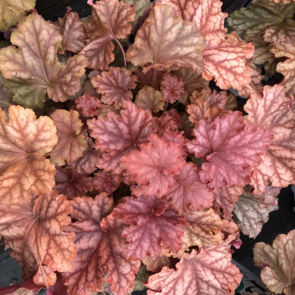 HEUCHERA PRIMO MAHOGANY MONSTER CORAL BELLS