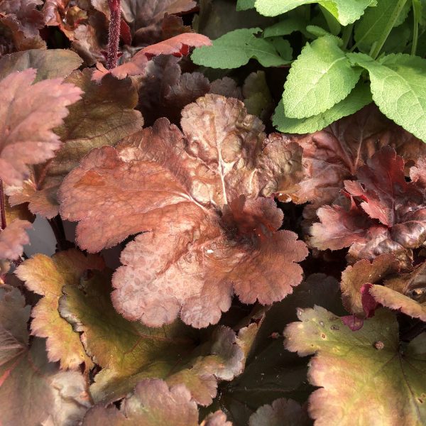 HEUCHERA PRIMO MAHOGANY MONSTER CORAL BELLS