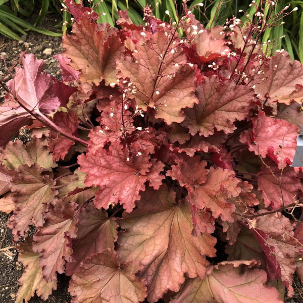 HEUCHERA PRIMO PEACHBERRY ICE CORAL BELLS