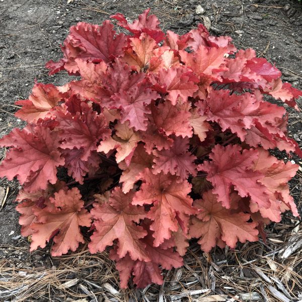 HEUCHERA PRIMO PEACHBERRY ICE CORAL BELLS