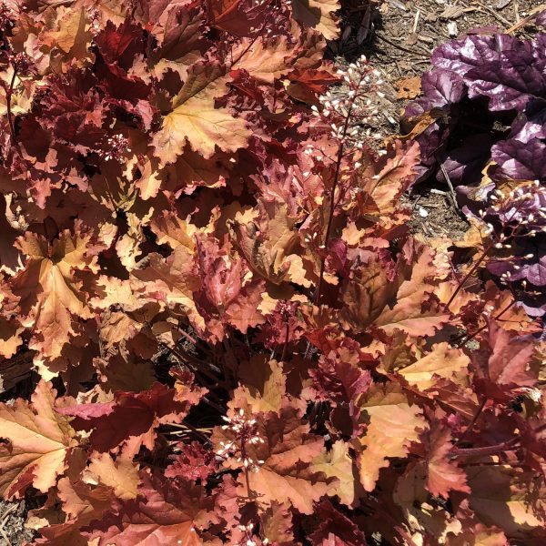 HEUCHERA PRIMO PEACHBERRY ICE CORAL BELLS