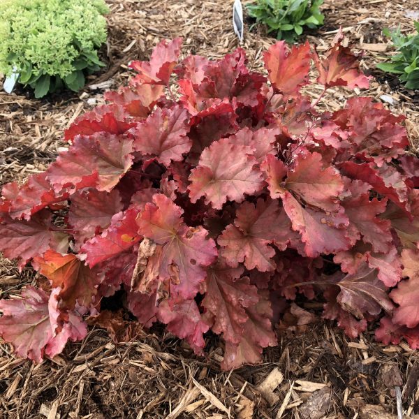 HEUCHERA PRIMO PEACHBERRY ICE CORAL BELLS