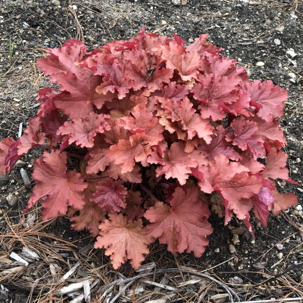 HEUCHERA PRIMO PEACHBERRY ICE CORAL BELLS