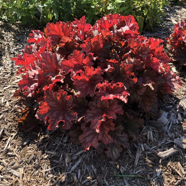 HEUCHERA PRIMO PEACHBERRY ICE CORAL BELLS