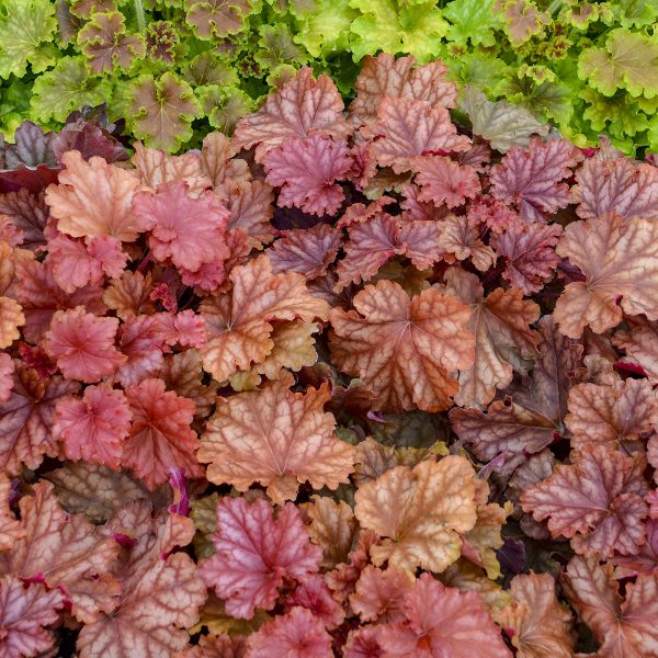 HEUCHERA PRIMO PEACHBERRY ICE CORAL BELLS