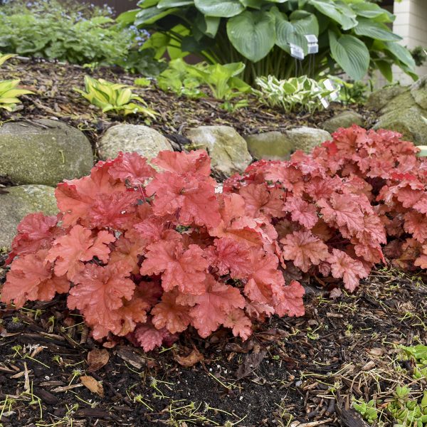 HEUCHERA PRIMO PEACHBERRY ICE CORAL BELLS