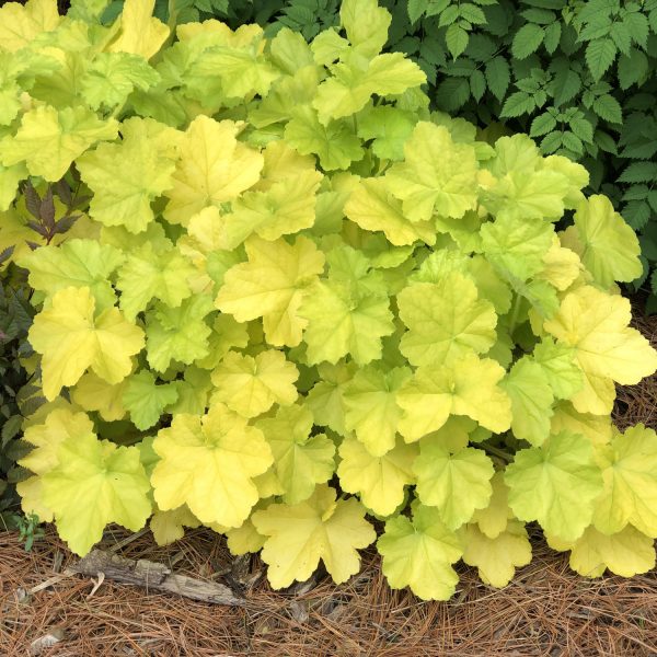 HEUCHERA PRIMO PRETTY PISTACHIO CORAL BELLS