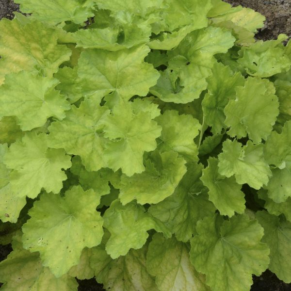 HEUCHERA PRIMO PRETTY PISTACHIO CORAL BELLS