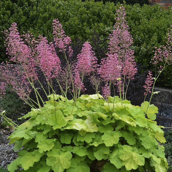 HEUCHERA PRIMO PRETTY PISTACHIO CORAL BELLS