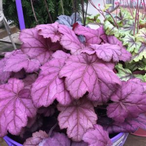 HEUCHERA PRIMO WILD ROSE CORAL BELLS