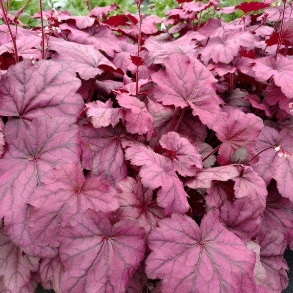 HEUCHERA PRIMO WILD ROSE CORAL BELLS