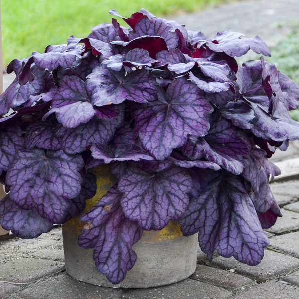 HEUCHERA PRIMO WILD ROSE CORAL BELLS