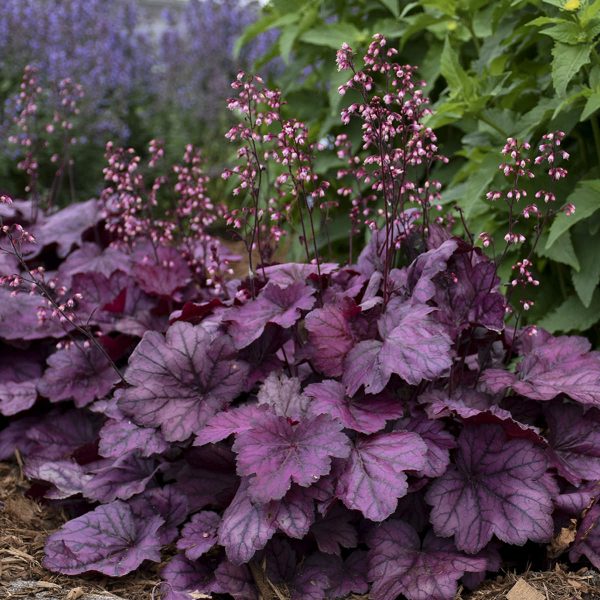 HEUCHERA PRIMO WILD ROSE CORAL BELLS