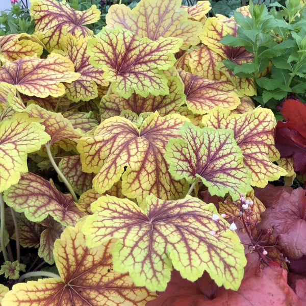 HEUCHERA RED LIGHTNING CORAL BELLS