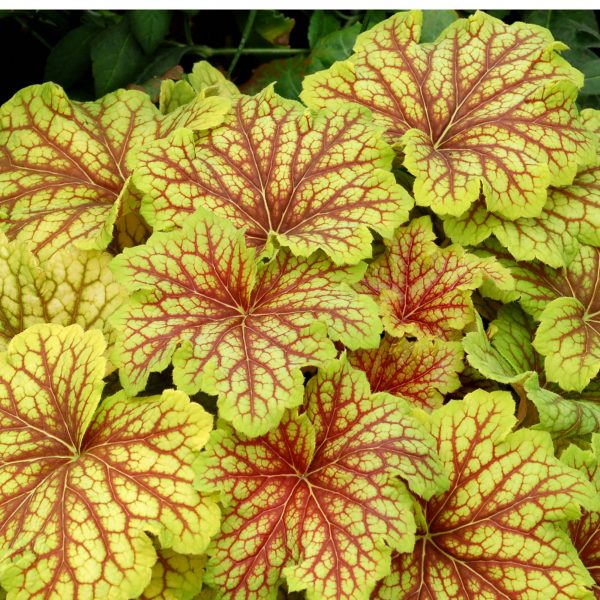 HEUCHERA RED LIGHTNING CORAL BELLS