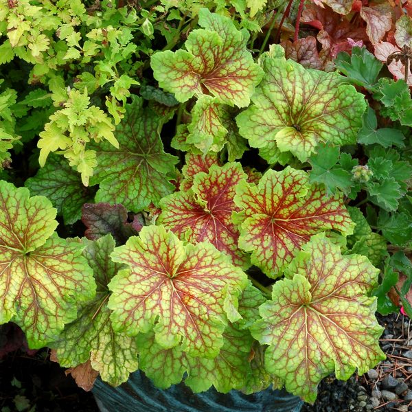 HEUCHERA RED LIGHTNING CORAL BELLS