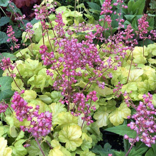 HEUCHERA TIMELESS GLOW CORAL BELLS