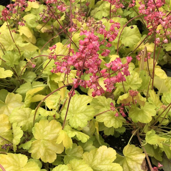 HEUCHERA TIMELESS GLOW CORAL BELLS