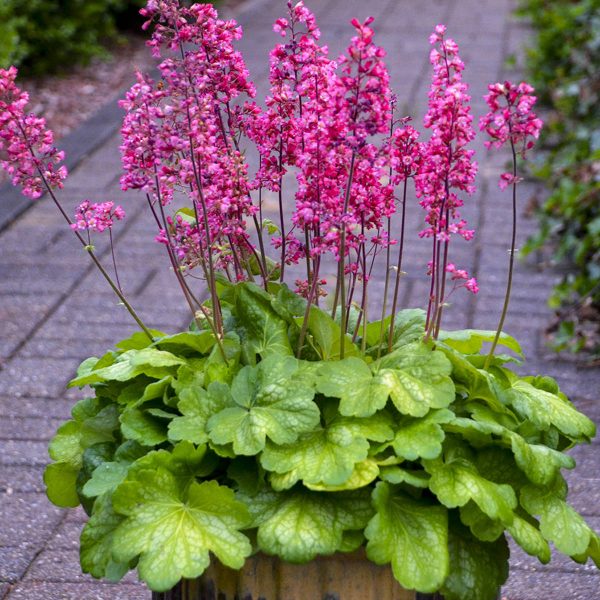 HEUCHERA TIMELESS GLOW CORAL BELLS